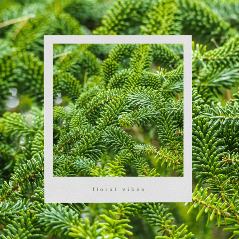 Read more about the article 花作小百科：諾貝松 Noble Fir