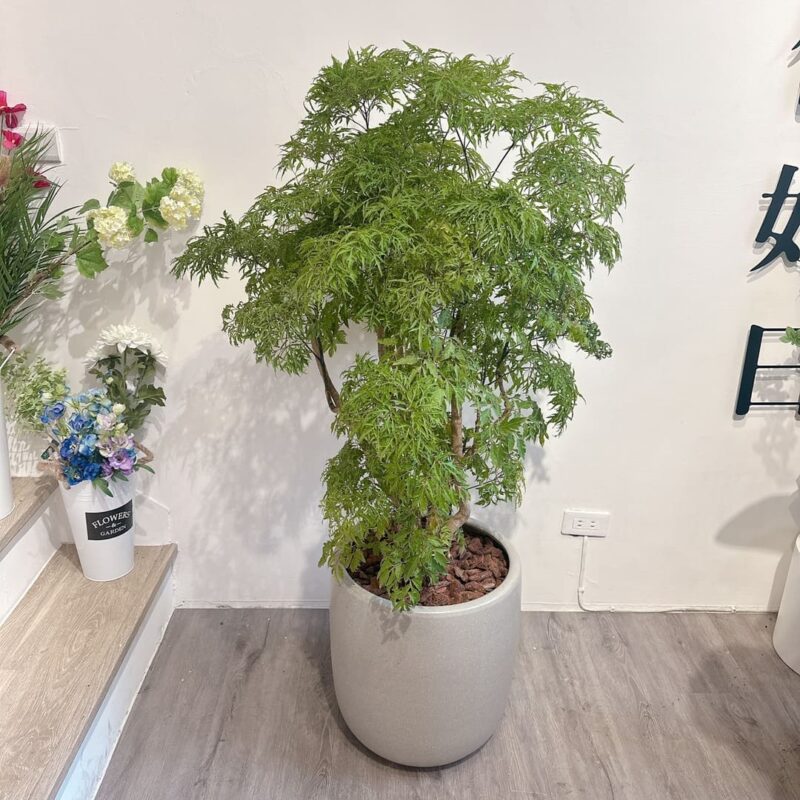 大型植栽－福祿桐