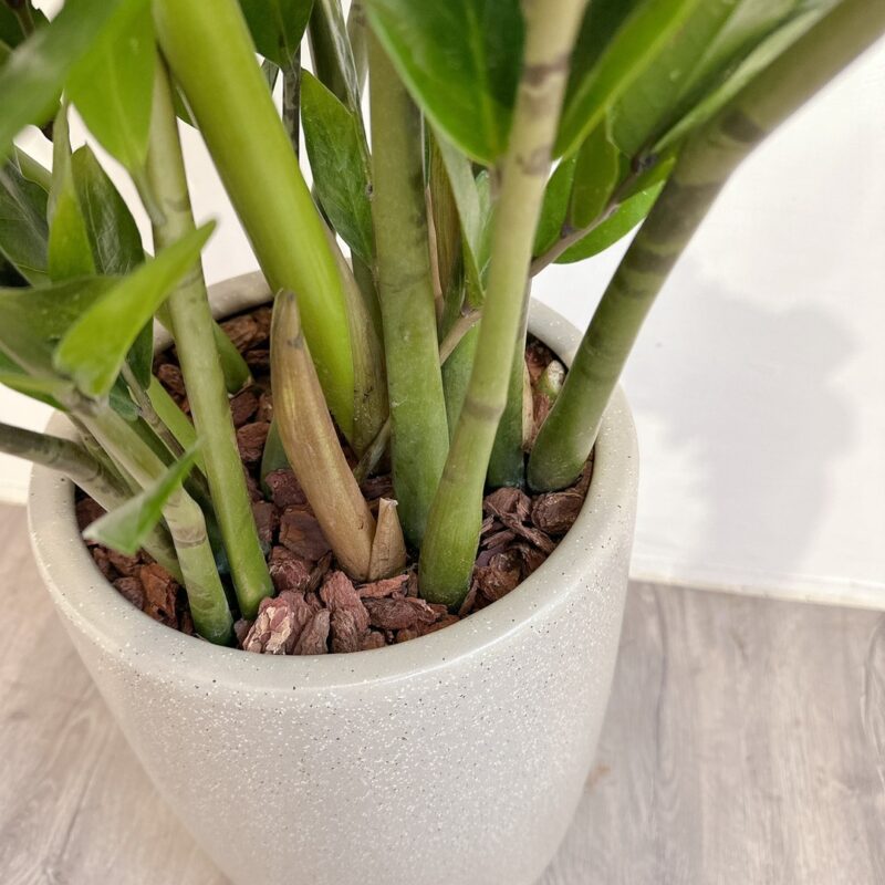 大型植栽－金錢樹：圖片 3