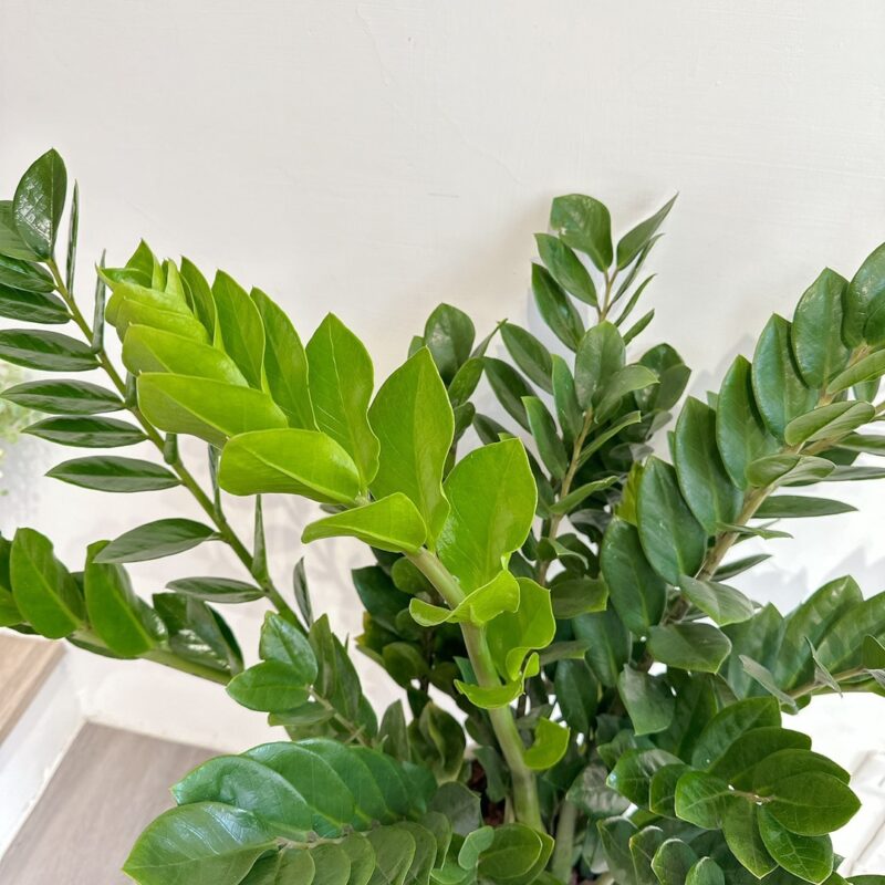 大型植栽－金錢樹：圖片 2
